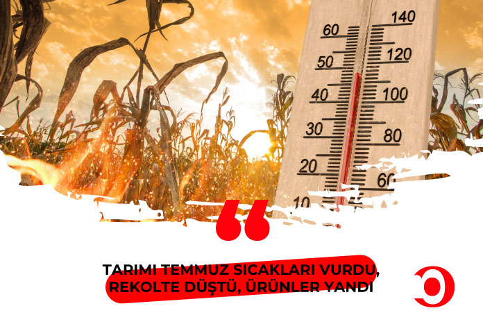 Tarımı temmuz sıcakları vurdu