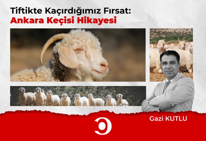 Tiftik Keçisi Hikayesi