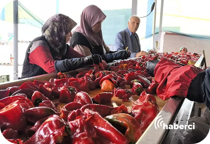 Salça üretim tesisleri