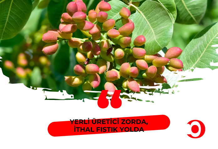 Yerli üretici zorda ithal fıstık yolda