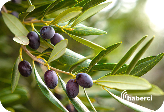 Zeytin yasasına iptal başvurusu