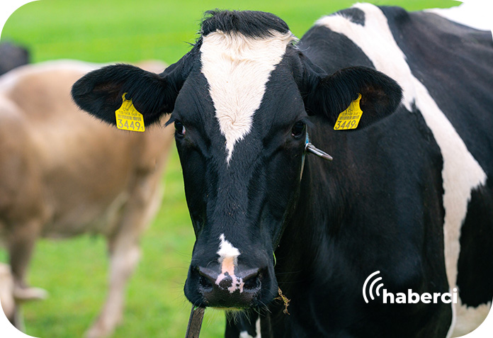 Bursa şap hastalığı