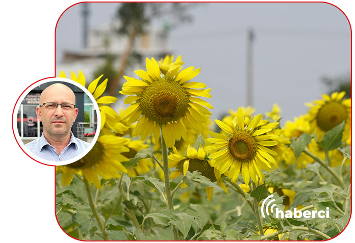 Edirne Ziraat Odaları Ayçiçek desteği uyarısı
