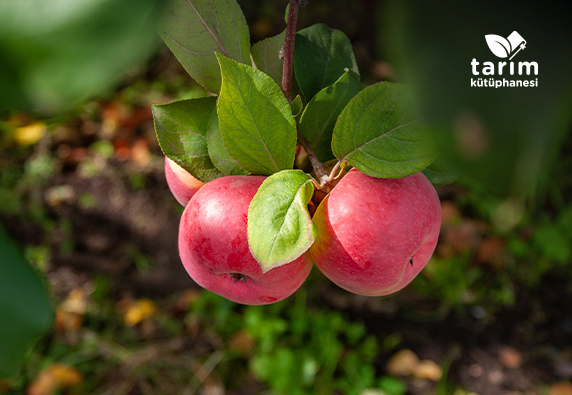 Elma bahçelerinde entegre zararlı mücadelesi