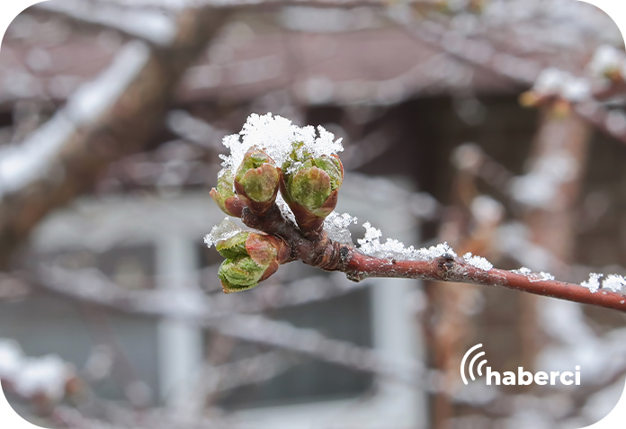 eskisehir-don-zarari-destek-odemesi Eskişehir'de dondan etkilenen çiftçilere destek ödemesi yapıldı