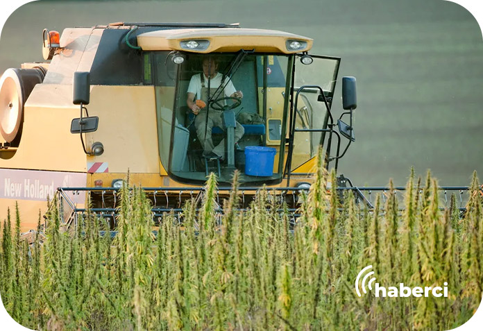 konya-kenevir-hasadi Konya kenevir hasadı
