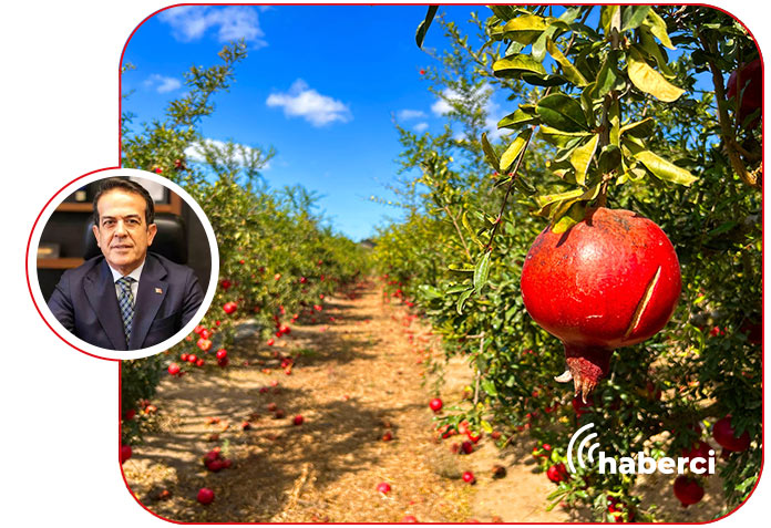 nar-uretimi-beklentinin-altinda-kaldi Nar üretimi beklentinin altında kaldı