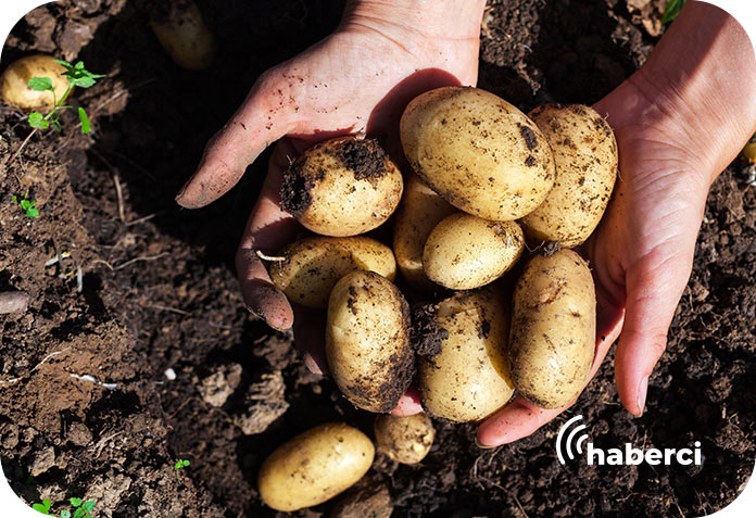 Nevşehir'de patates siğili hastalığına çözüm bulundu