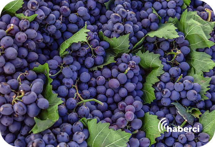 Yeşilüzümlü Tarımsal Kalkınma Kooperatifi