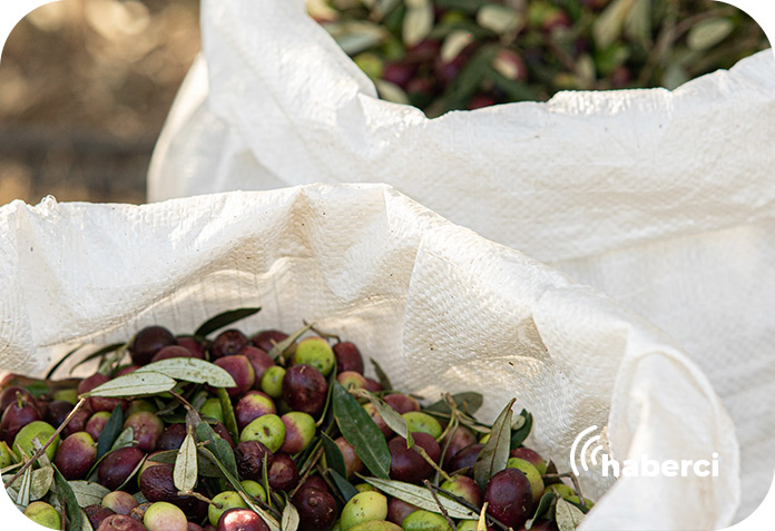 Zeytin üretiminde düşüş bekleniyor