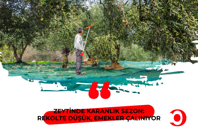 Zeytinde rekolte düşük