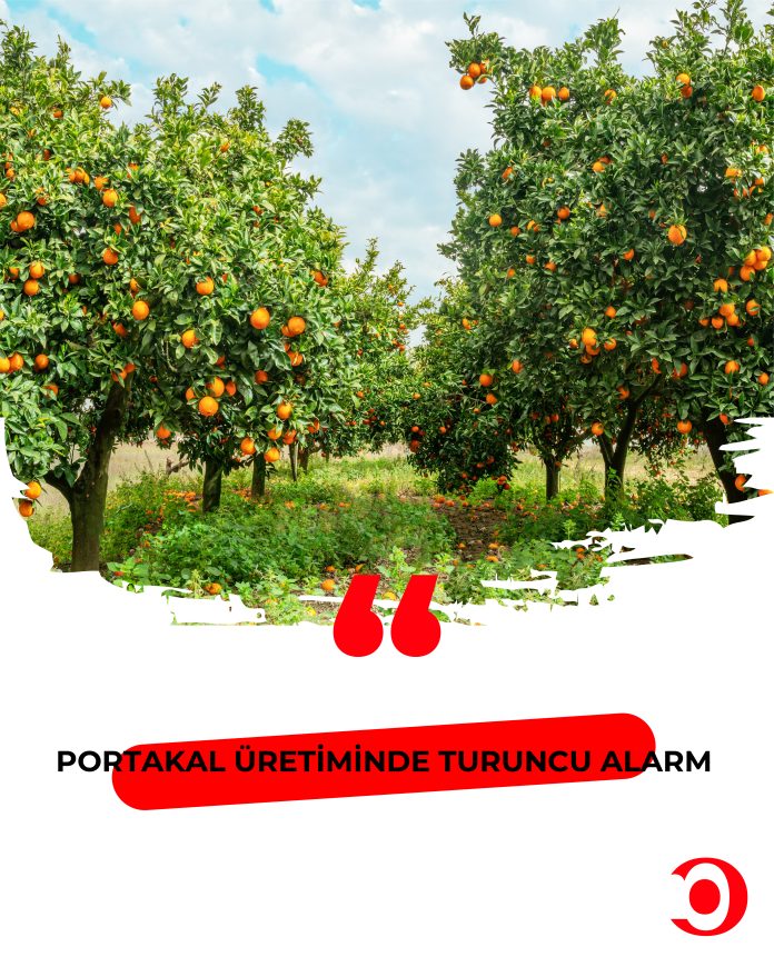 Portakal Üretiminde Turuncu Alarm
