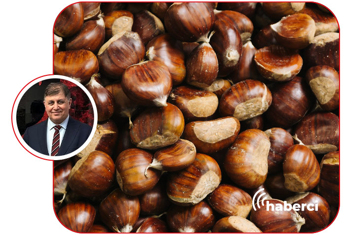 Cemil Tugay, kestaneyi korumalıyız