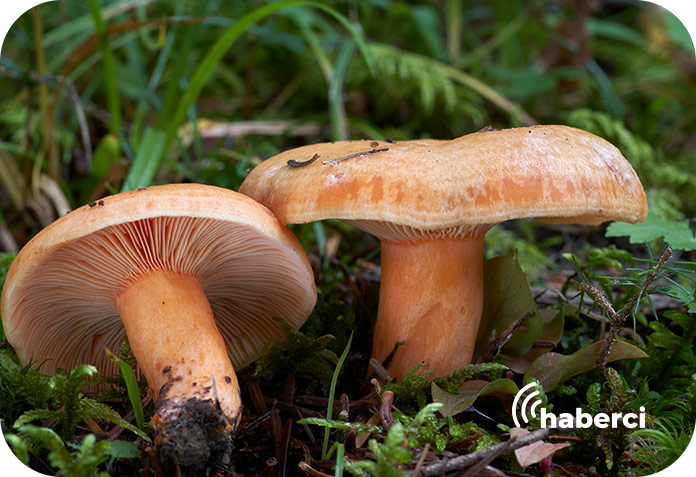 kanlica-mantari Kanlıca mantarı