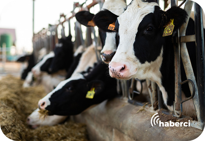 kirsalda-bereket-hayvanciliga-destek-etap-1 Kırsalda Bereket Hayvancılığa Destek Projesi 1. Etap 6. Grup