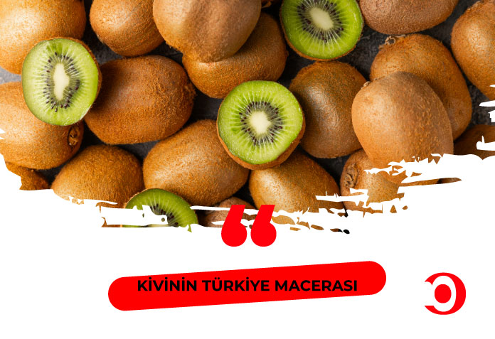 Türkiye kivi ihracatı