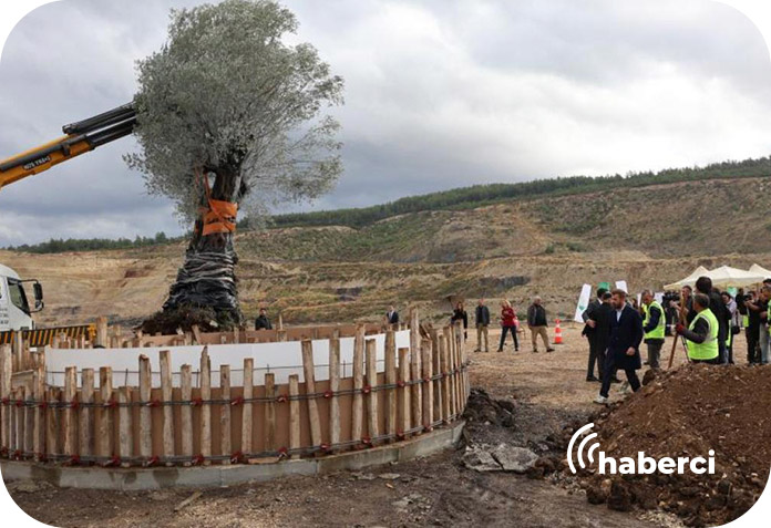 Milas'ta 300 yıllık zeytin ağacı toprakla buluştu