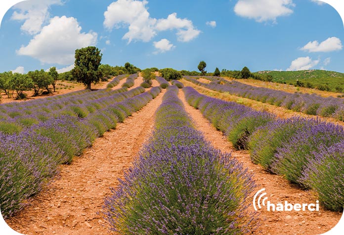 Tıbbi aromatik bitki yetiştiriciliği için tarım arazileri kiralandı