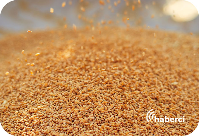 Bursa'da hibeli yerli buğday tohumu dağıtıldı